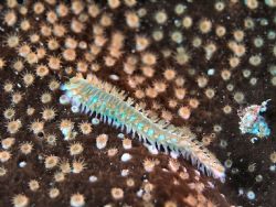 Bristle Worm, off of the West end of Cayman Brac. by Stephen Wurfel 